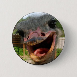 Funny Ostrich Bird Foto Was ist los? Button