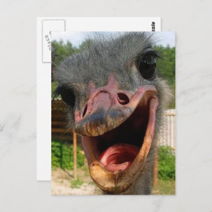 Funny Ostrich Bird Foto Was ist los? Postkarte