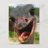 Funny Ostrich Bird Foto Was ist los? Postkarte (Vorderseite)