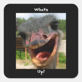 Funny Ostrich Bird Foto Was ist los? Quadratischer Aufkleber (Vorderseite)