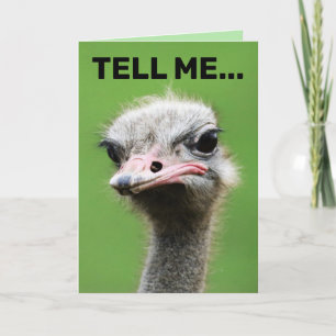 FUNNY OSTRICH BIRTHDAY CARDS KARTE