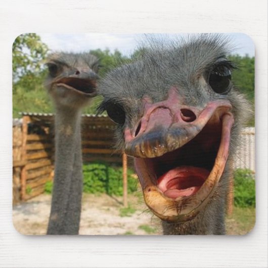 Funny Ostrich Couple Mousepad (Vorne)