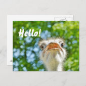 Funny Ostrich - Hallo Postcard Postkarte (Vorne/Hinten)