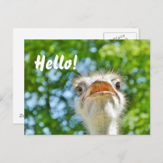 Funny Ostrich - Hallo Postcard Postkarte (Vorne/Hinten)