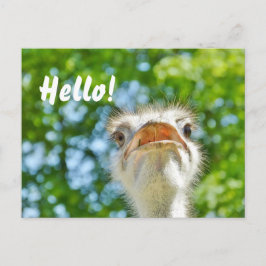 Funny Ostrich - Hallo Postcard Postkarte