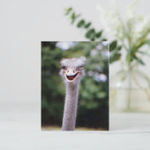 Funny Ostrich Postkarte (Stehend Vorderseite)