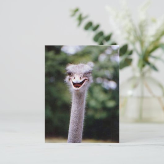 Funny Ostrich Postkarte (Stehend Vorderseite)