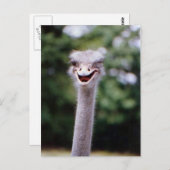 Funny Ostrich Postkarte (Vorne/Hinten)