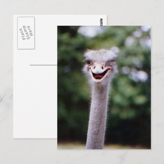 Funny Ostrich Postkarte (Vorne/Hinten)