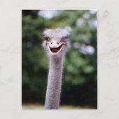 Funny Ostrich Postkarte (Vorderseite)