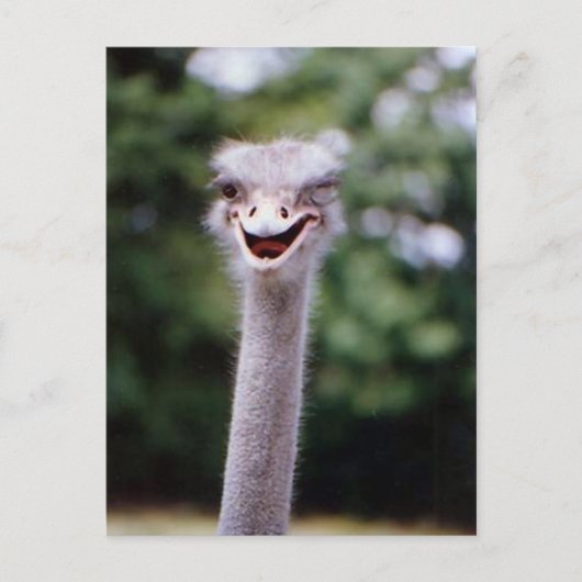 Funny Ostrich Postkarte (Vorderseite)