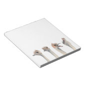 Funny Ostriches Aquarellbild Notizblock (angewinkelt)