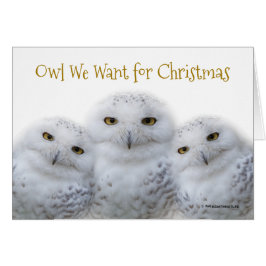 Funny Owl We Want for Christmas Snowy Owls Family