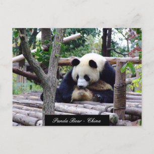 Funny Panda Bear sitzend, Chengdu - China Postkarte
