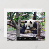 Funny Panda Bear sitzend, Chengdu - China Postkarte (Vorne/Hinten)