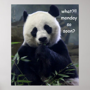 Funny Panda Poster, Montag So bald? Poster