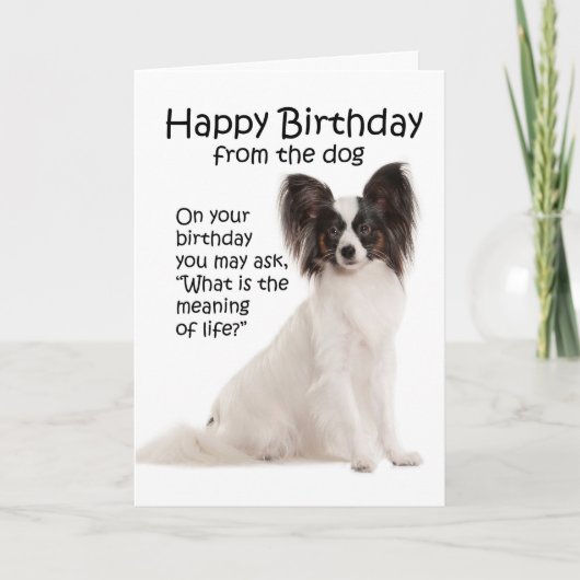 Funny Papillon Birthday Card Karte (Vorderseite)
