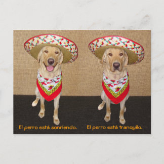 Funny Pet Spanische Postkarte & Unterrichtshilfe