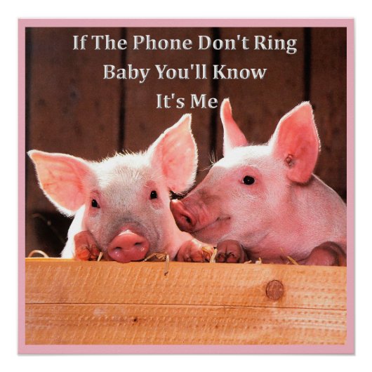 Funny Pig Memes mit lustigen Schweine Redewendunge Poster (Vorderseite)
