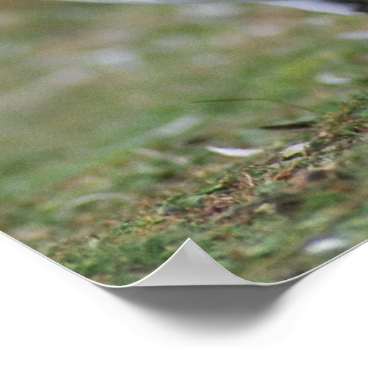 Funny Pinguins Poster (Ecke)