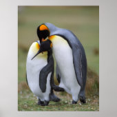 Funny Pinguins Poster (Vorne)
