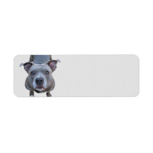 Funny Pitbull Address Labels
