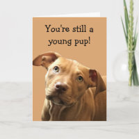 Funny Pitbull Welppy Birthday Card