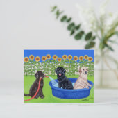 Funny Pool Party Labradors Postkarte (Stehend Vorderseite)