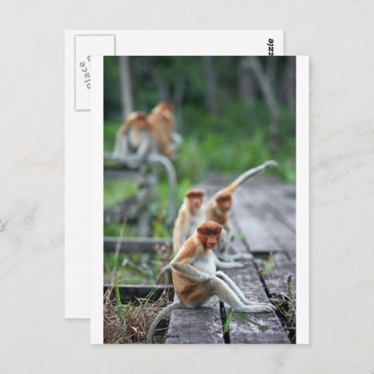 Funny Proboscis Affen Postkarte (Vorne/Hinten)