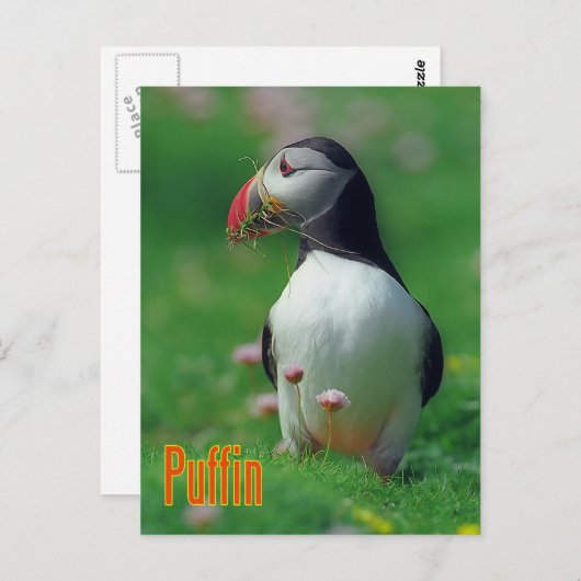 Funny Puffin Postkarte (Vorne/Hinten)