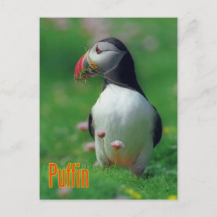 Funny Puffin Postkarte