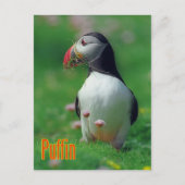 Funny Puffin Postkarte (Vorderseite)