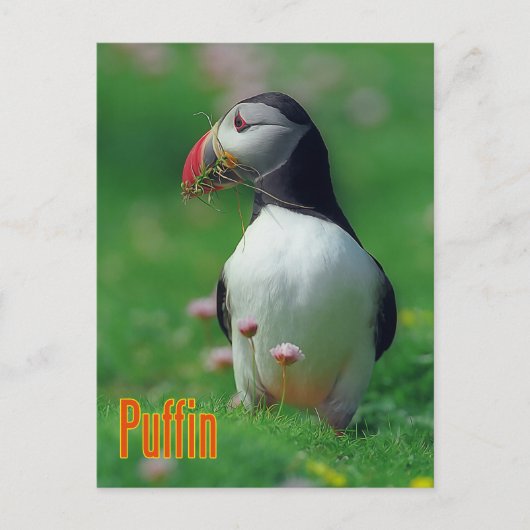 Funny Puffin Postkarte (Vorderseite)