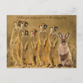 Funny Rabbit Meerkat Postkartenbild Feiertagspostkarte (Vorderseite)