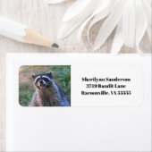 Funny Raccoon Fotografie (Insitu)