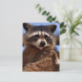 Funny Raccoon Sticken Es ist Zunge-Out Postkarte (Stehend Vorderseite)