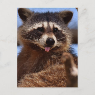 Funny Raccoon Sticken Es ist Zunge-Out Postkarte