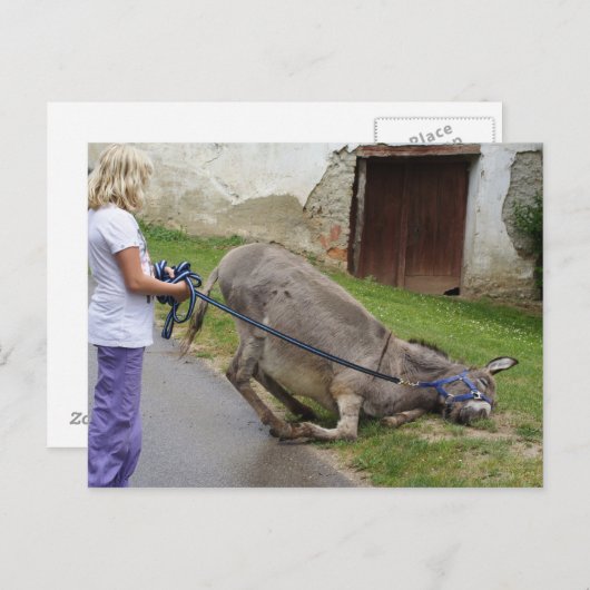 Funny Relaxed Donkey Postkarte (Vorne/Hinten)