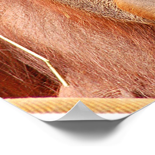 Funny ruhiger Orang-Utan Poster (Ecke)