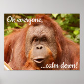 Funny ruhiger Orang-Utan Poster (Vorne)