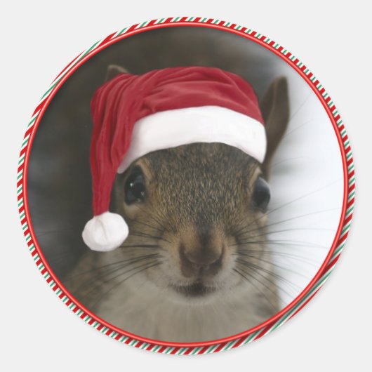 Funny Santa Squirrel Tragend Weihnachtsmannmütze Runder Aufkleber (Vorderseite)