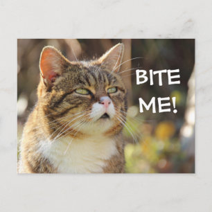 Funny Sassy Cat mit Attitude Bite Me Postkarte