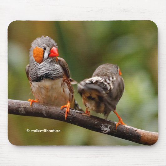 Funny Saucy Cheeky Pair von Zebra Finches Songbird Mousepad (Vorne)