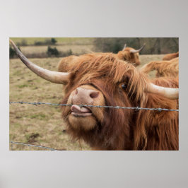 Funny Scottish Highland Cow Poster