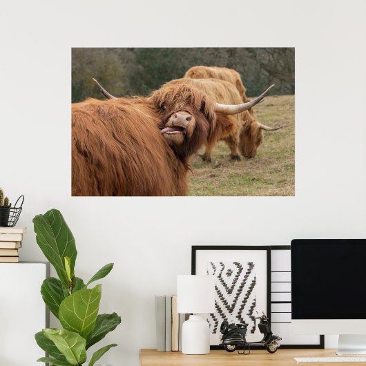 Funny Scottish Highland Cow Poster (Heimbüro)