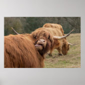 Funny Scottish Highland Cow Poster (Vorne)