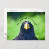 Funny Sea-Falken Bird ・ Custom Ankündigungspostkarte (Vorne/Hinten)