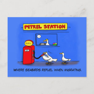 Funny Sea Gulls Cartoon Spaß Postkarte