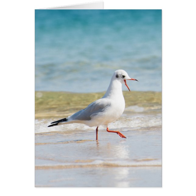 Funny Seagull (Vorne)