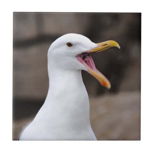 FUNNY Seagull Fliese (Vorderseite)